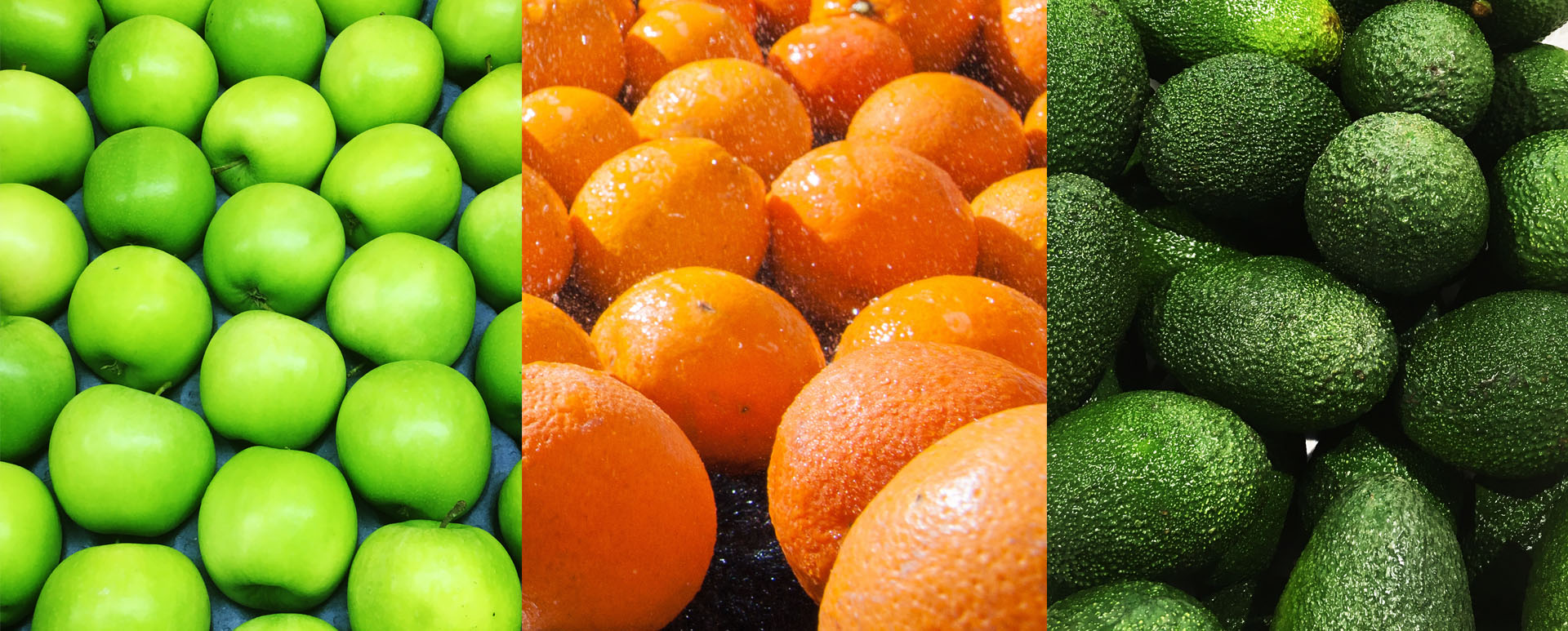 exportadora de frutas